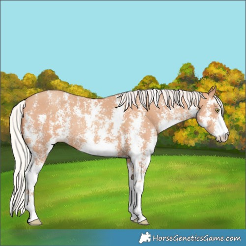 Horse Color:Silver Amber Champagne Sabino Rabicano 