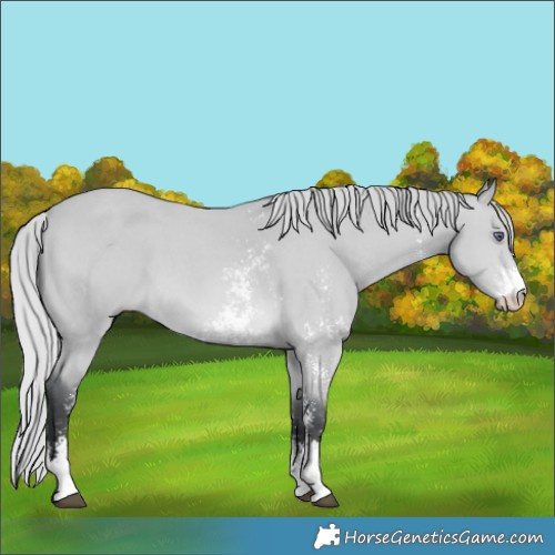 Horse Color:Silver Bay Chinchilla Sabino 