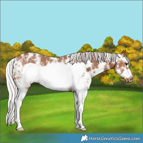 Horse Color:Silver Bay Sabino Splash Frame Rabicano