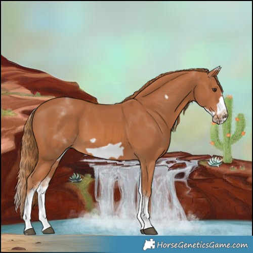 Horse Color:White Spotted Chestnut Frame