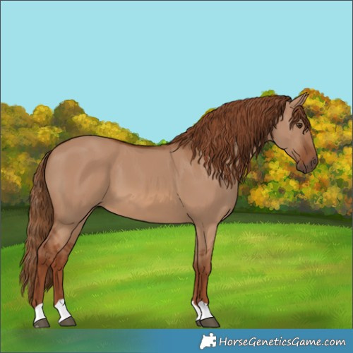 Horse Color:Red Dun 