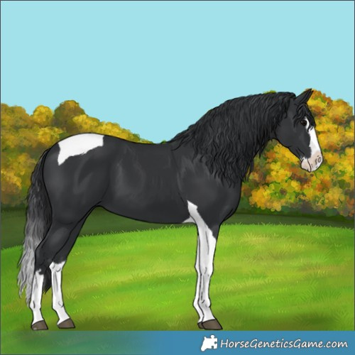 Horse Color:Black Splash Tobiano