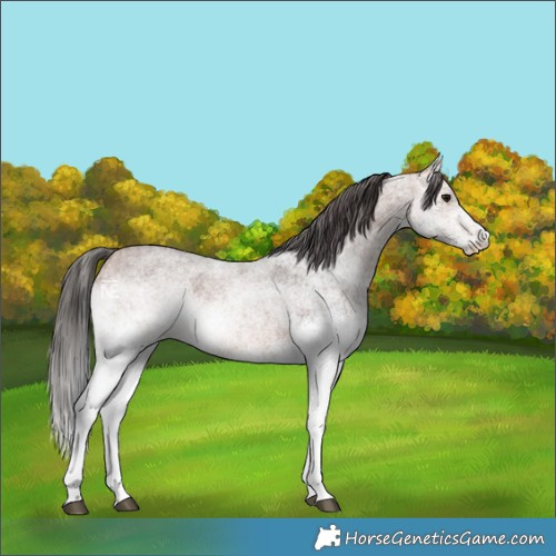 Horse Color:White Spotted Bay Roan