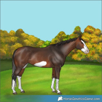 Horse Color:Bay Splash Frame Rabicano