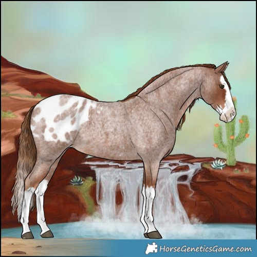 Horse Color:Red Roan Splash Blanket 