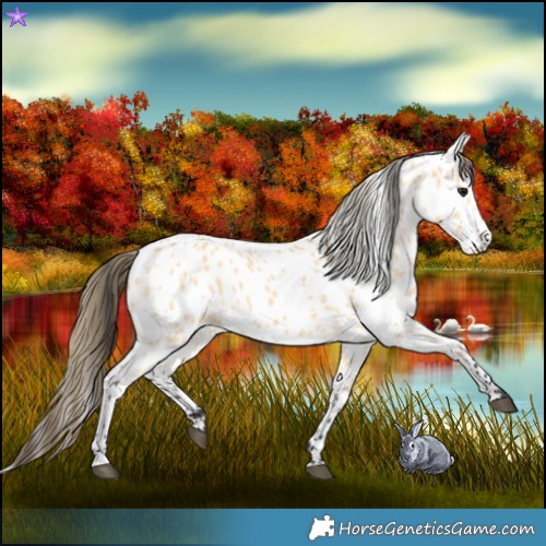 Horse Color:Buckskin Near Leopard