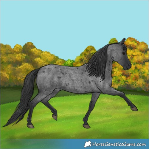 Horse Color:Blue Roan 