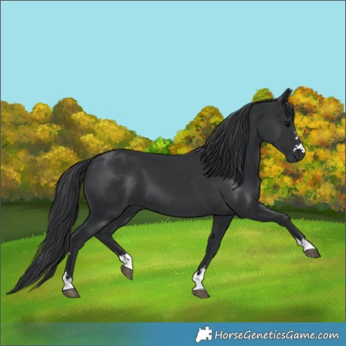 Horse Color:Black 