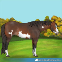Horse Color:Bay Splash Frame Rabicano