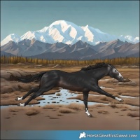 Horse Color:Gray Brown