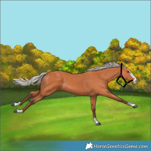 Horse Color:Silver Bay 