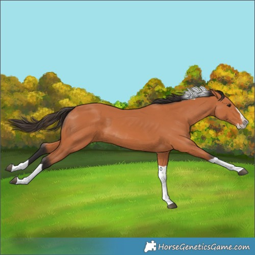 Horse Color:Bay Splash Tobiano 