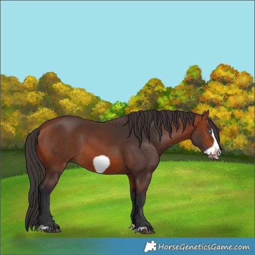 Horse Color:Bay Splash Frame Rabicano