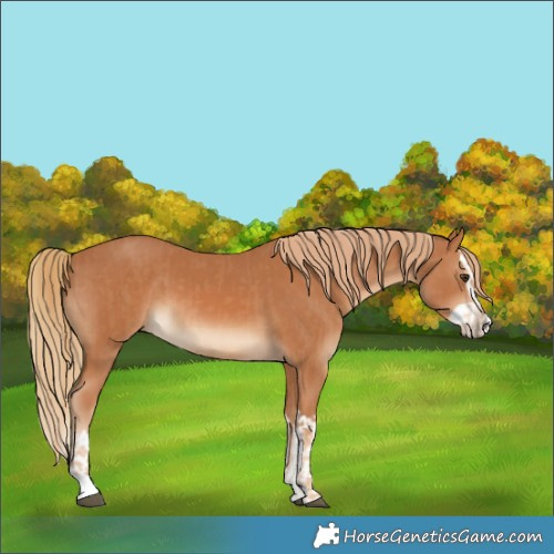 Horse Color:Chestnut and Chestnut Splash