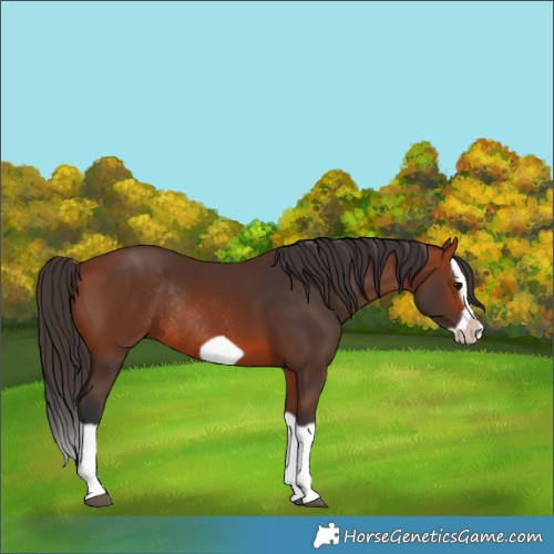 Horse Color:Bay Splash Frame Rabicano 
