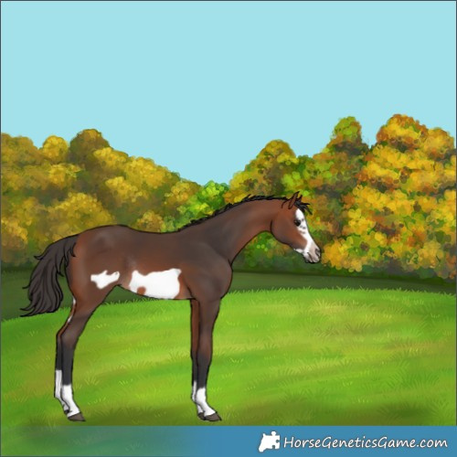 Horse Color:Bay Splash Frame Rabicano 