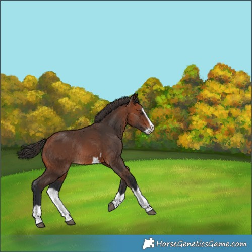Horse Color:Bay Splash Frame Rabicano 