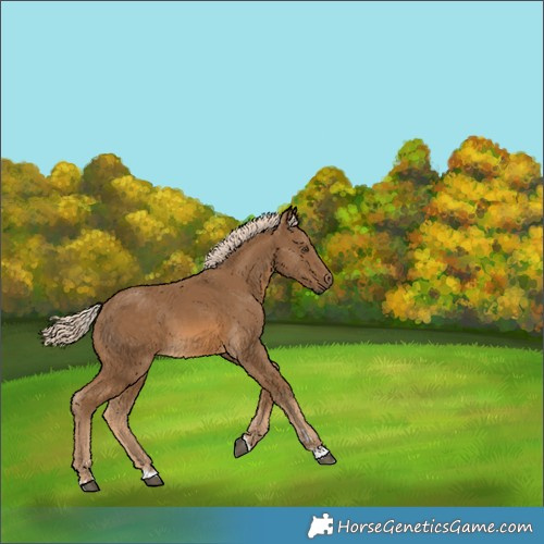 Horse Color:Chocolate Palomino 