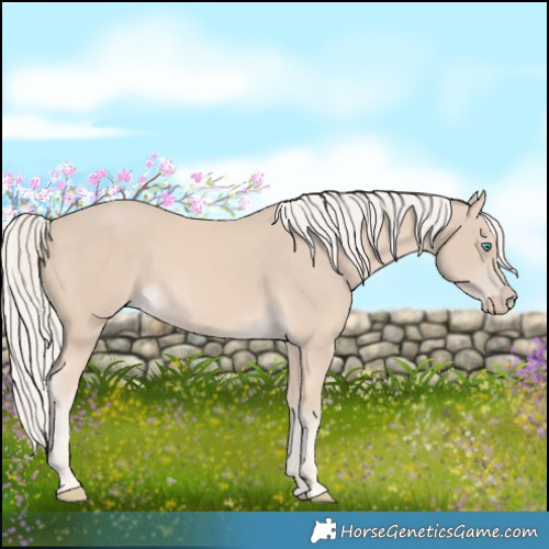 Horse Color:Cremello