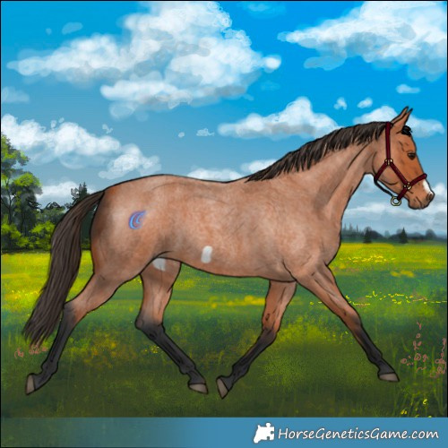 Horse Color:Bay Roan Frame 