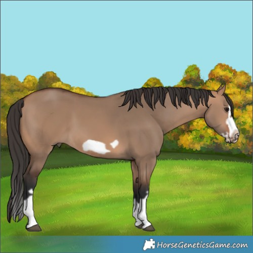 Horse Color:Bay Dun Splash Frame Rabicano 