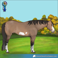 Horse Color:Bay Dun Splash Frame Rabicano