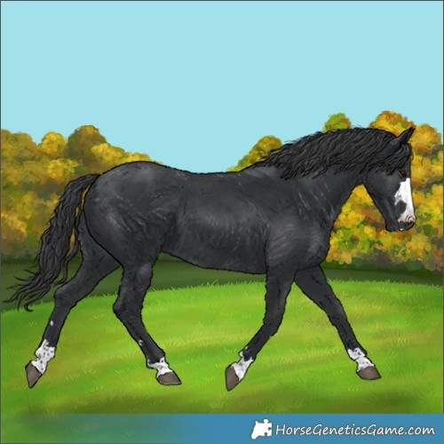 Horse Color:Black