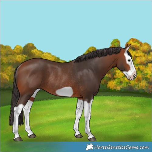Horse Color:Bay Splash Frame Rabicano 