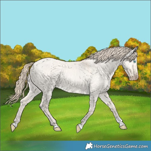 Horse Color:Perlino Dun Tobiano 
