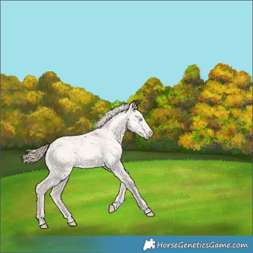 Horse Color:Perlino Dun Tobiano 