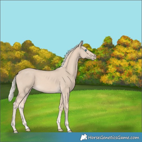 Horse Color:Cremello 