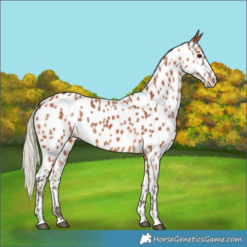 Horse Color:Silver Bay Near Leopard 