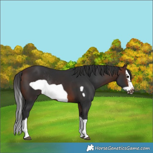 Horse Color:Brown Splash Frame Rabicano