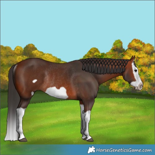 Horse Color:Bay Splash Frame Rabicano