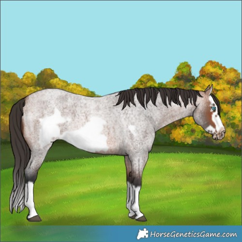 Horse Color:Bay Roan Splash Frame Rabicano 