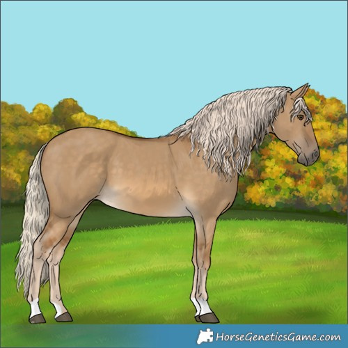 Horse Color:Chocolate Palomino Dun 