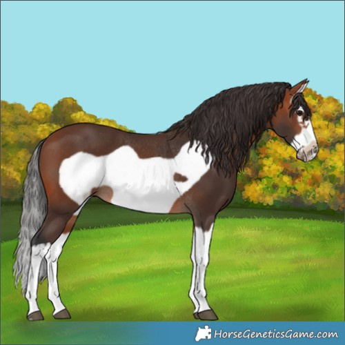 Horse Color:Bay Splash Frame Rabicano 
