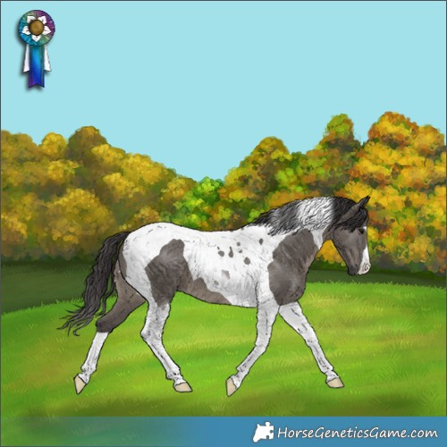 Horse Color:Smoky Grullo Tobiano