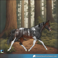 Horse Color:Powder White Brown Tobiano Rabicano