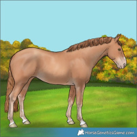 Horse Color:Gold Champagne