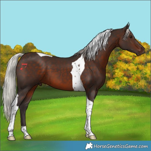 Horse Color:Silver Brown Tobiano 