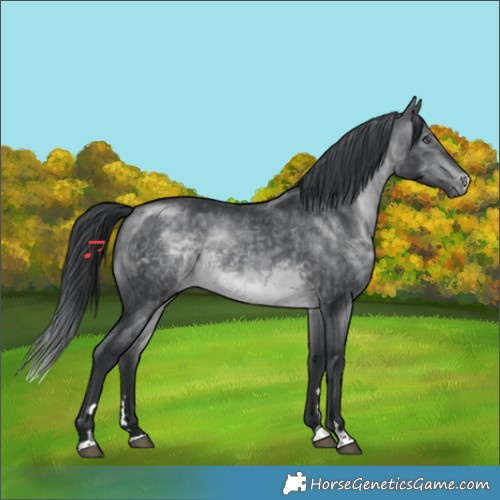 Horse Color:Brown Chinchilla