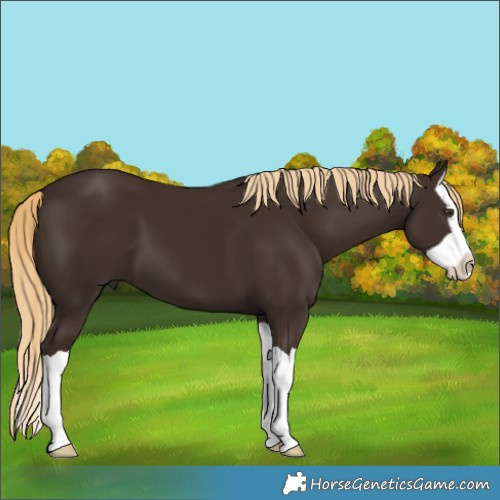 Horse Color:Liver Chestnut Splash 
