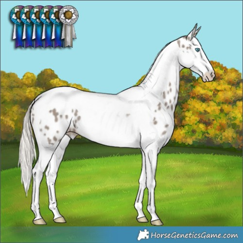 Horse Color:Silver Smoky Grullo Splash Tobiano Near Leopard 