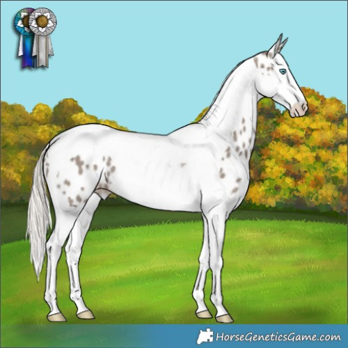 Horse Color:Silver Smoky Grullo Splash Tobiano Appaloosa