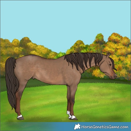 Horse Color:Liver Red Dun 