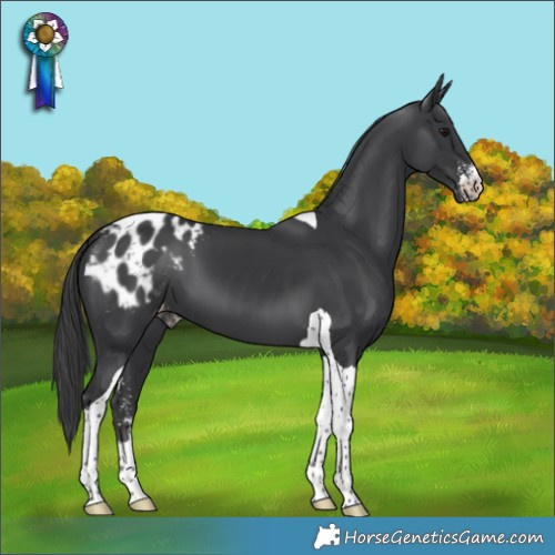 Horse Color:Black Sabino Tobiano Appaloosa