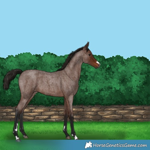Horse Color:Gray Bay Roan 