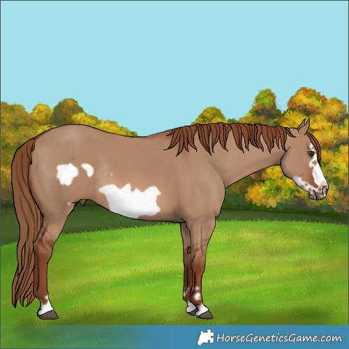 Horse Color:Red Dun Frame Rabicano
