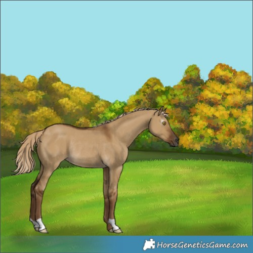 Horse Color:Gray Chocolate Palomino Dun Rabicano 